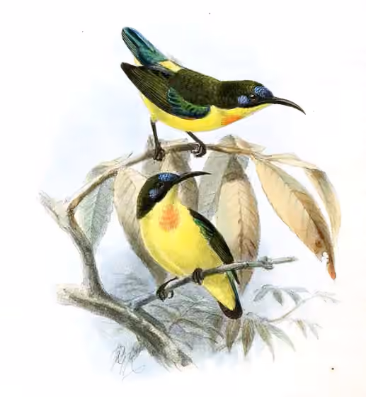 Pelat ilustrasi Aethopyga pulcherrima dengan beberapa figur burung
