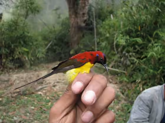Dokumentasi Aethopyga gouldiae