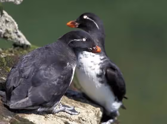 Dokumentasi Aethia psittacula