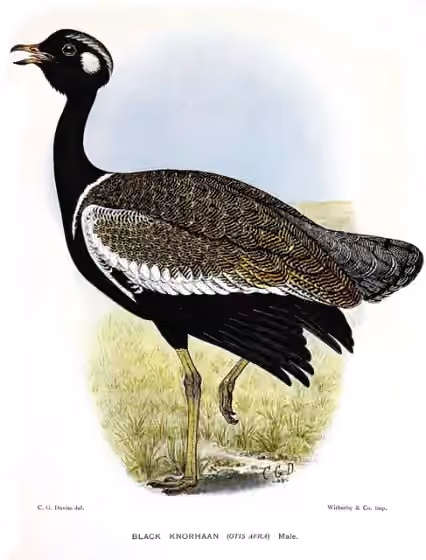 Ilustrasi Afrotis afra
