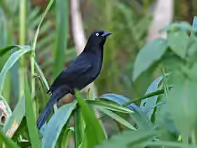 Dokumentasi Agelasticus xanthophthalmus