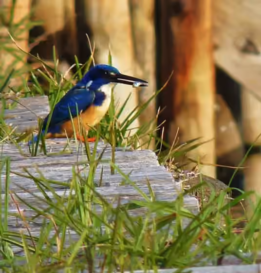 Dokumentasi Alcedo semitorquata