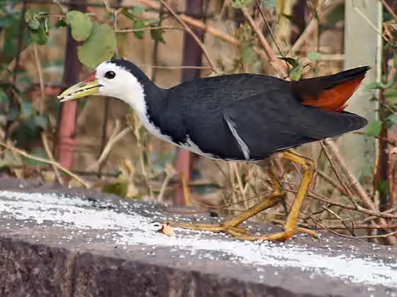 Dokumentasi Amaurornis phoenicurus