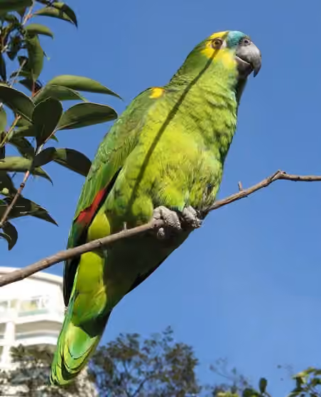 Dokumentasi Amazona aestiva