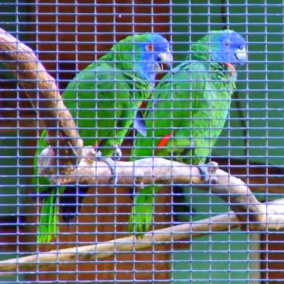 Dokumentasi Amazona arausiaca