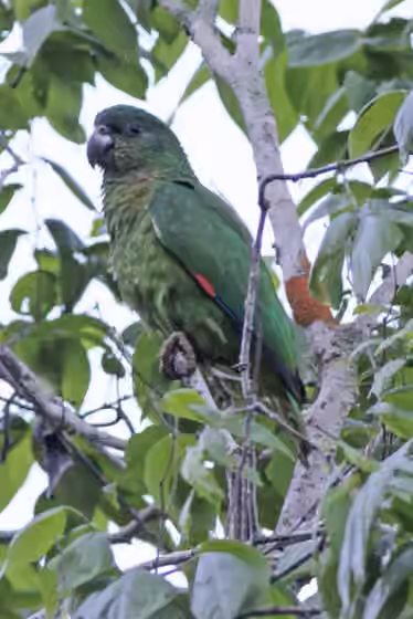 Dokumentasi Amazona agilis