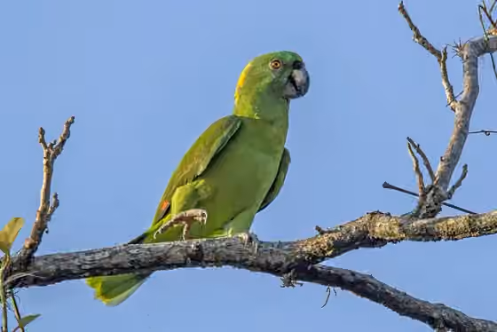 Dokumentasi Amazona auropalliata
