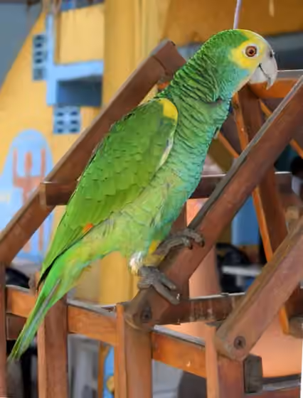 Dokumentasi Amazona barbadensis