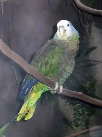 Dokumentasi Amazona guildingii