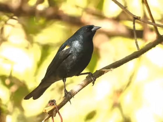 Dokumentasi Agelaius humeralis