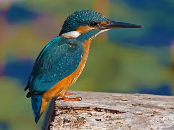 Dokumentasi Alcedo atthis