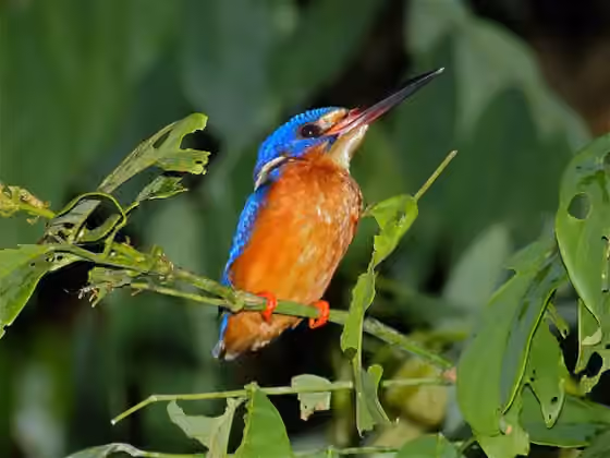 Dokumentasi Alcedo meninting