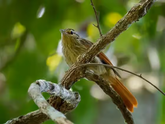 Dokumentasi Ancistrops strigilatus