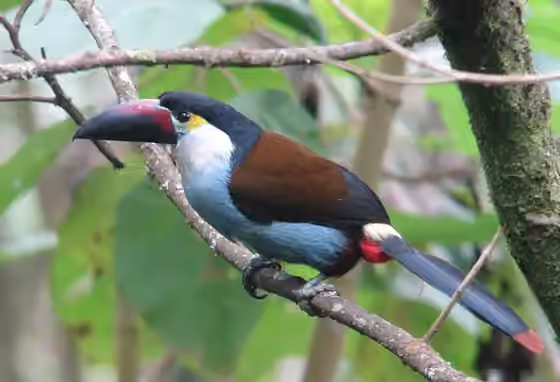 Dokumentasi Andigena nigrirostris