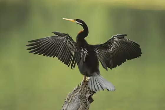 Dokumentasi Anhinga novaehollandiae