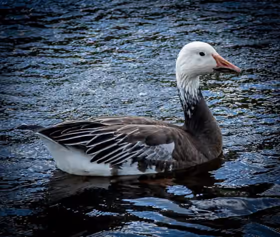Dokumentasi Anser caerulescens
