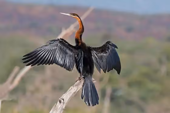 Dokumentasi Anhinga rufa