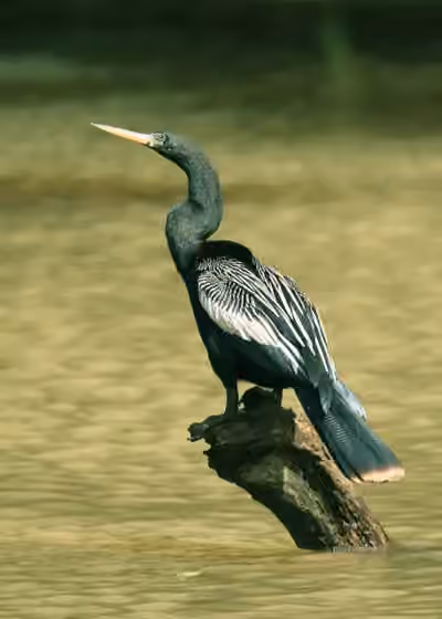 Dokumentasi Anhinga anhinga