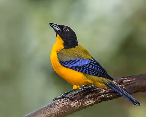 Dokumentasi Anisognathus notabilis