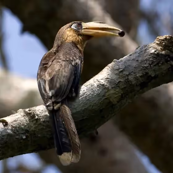 Dokumentasi Anorrhinus tickelli
