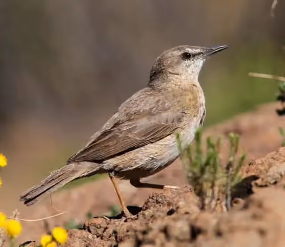 Dokumentasi Anthus crenatus