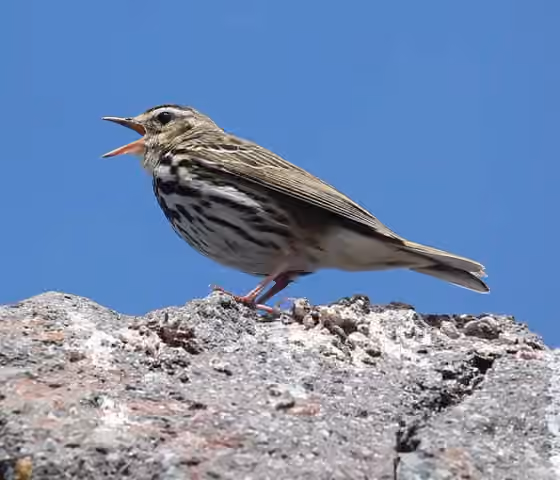 Dokumentasi Anthus hodgsoni
