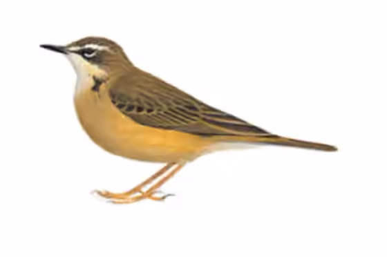Ilustrasi Anthus gutturalis
