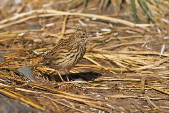 Dokumentasi Anthus antarcticus