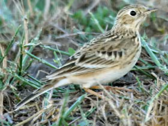 Dokumentasi Anthus spragueii