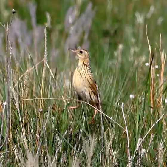 Dokumentasi Anthus nattereri