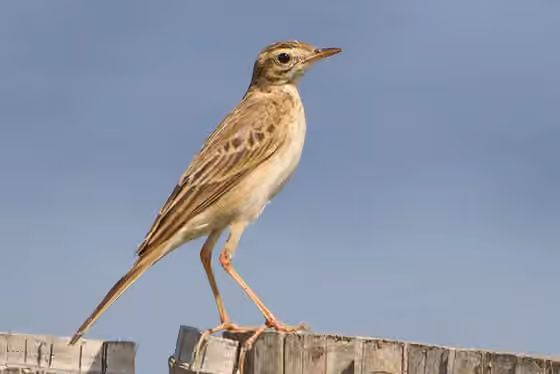 Dokumentasi Anthus richardi