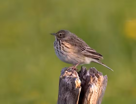 Dokumentasi Anthus pratensis