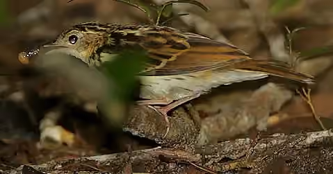 Dokumentasi Anthus sokokensis