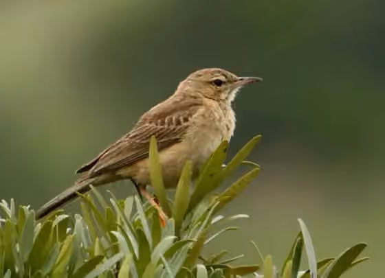 Dokumentasi Anthus vaalensis