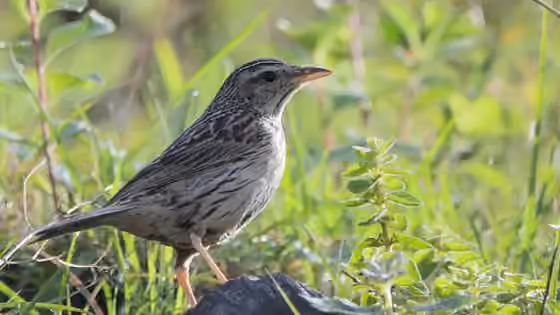 Dokumentasi Anthus sylvanus