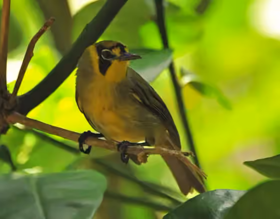 Dokumentasi Apalopteron familiare