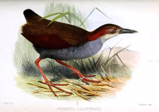 Ilustrasi Aramides calopterus