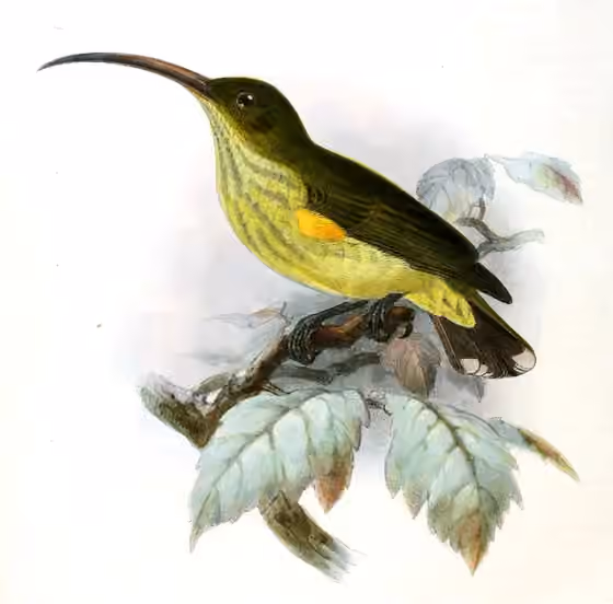 Ilustrasi Arachnothera robusta