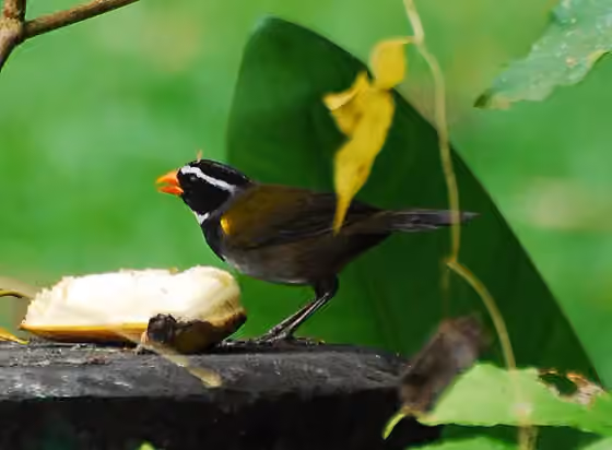 Dokumentasi Arremon aurantiirostris
