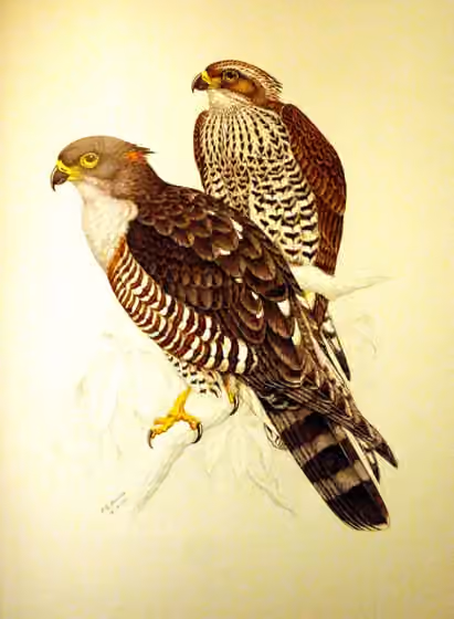 Ilustrasi Aviceda cuculoides