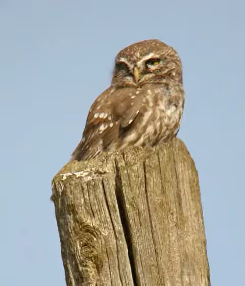 Dokumentasi Athene noctua