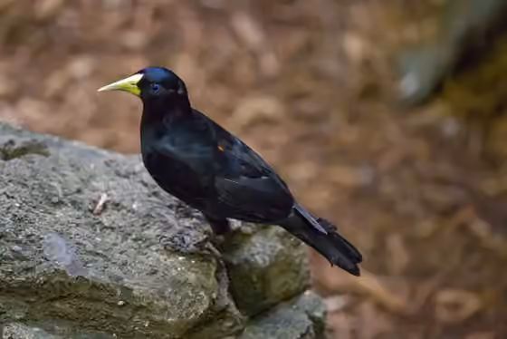 Dokumentasi Cacicus haemorrhous