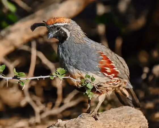 Dokumentasi Callipepla gambelii