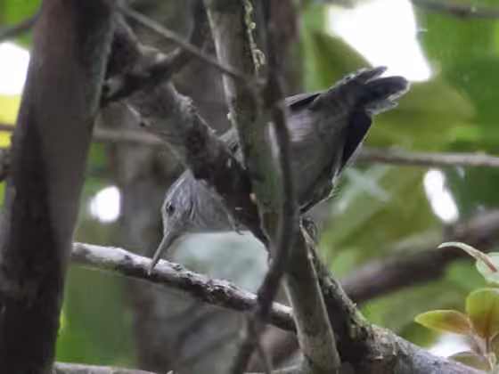 Dokumentasi Cantorchilus griseus