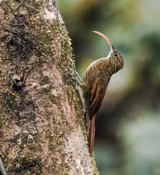 Dokumentasi Campylorhamphus pusillus