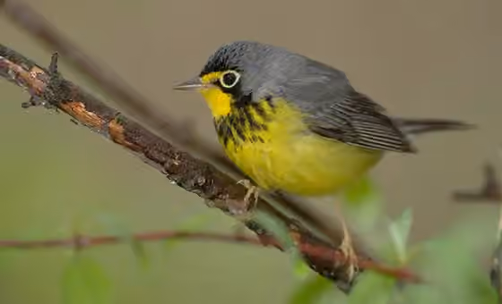 Dokumentasi Cardellina canadensis