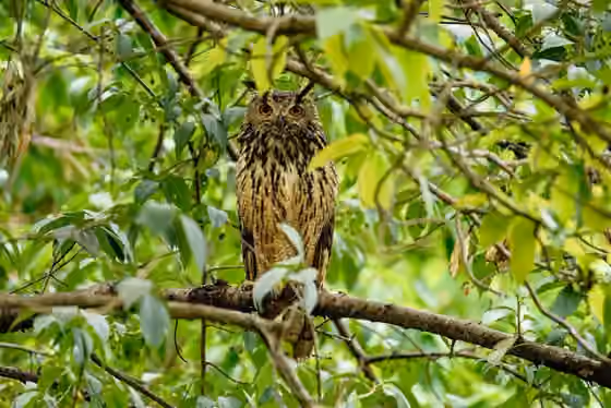 Dokumentasi Bubo bengalensis