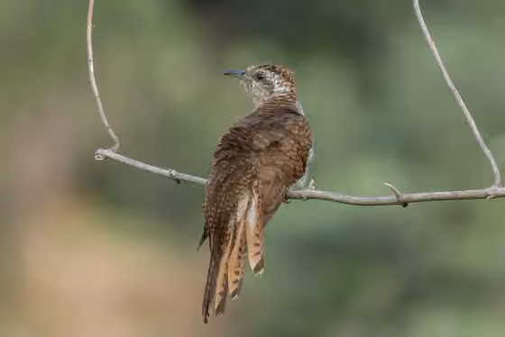 Dokumentasi Cacomantis sonneratii