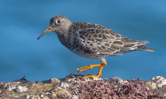 Dokumentasi Calidris maritima