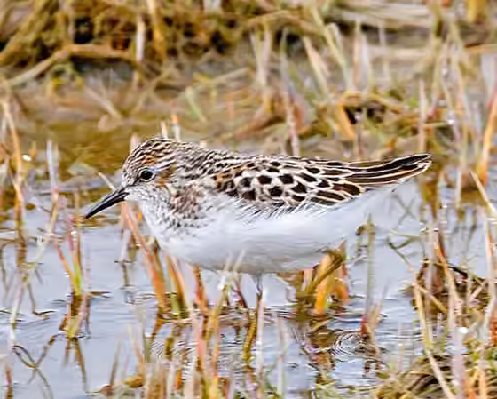 Dokumentasi Calidris minutilla